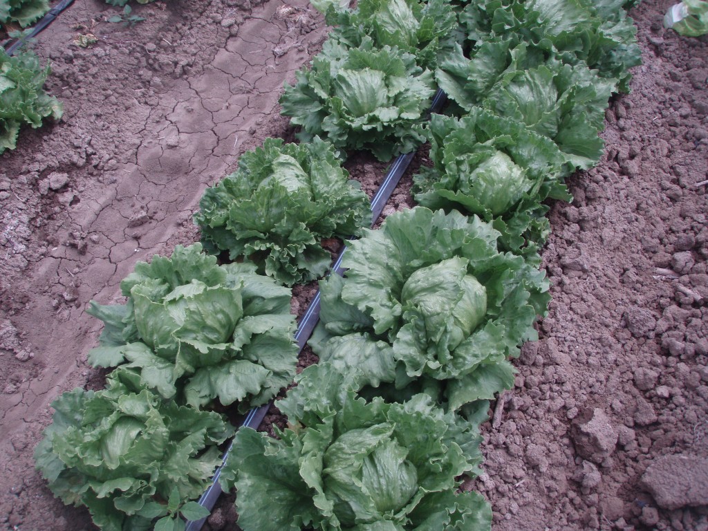 Drip Irrigation Maintenance & Monitoring DripTips