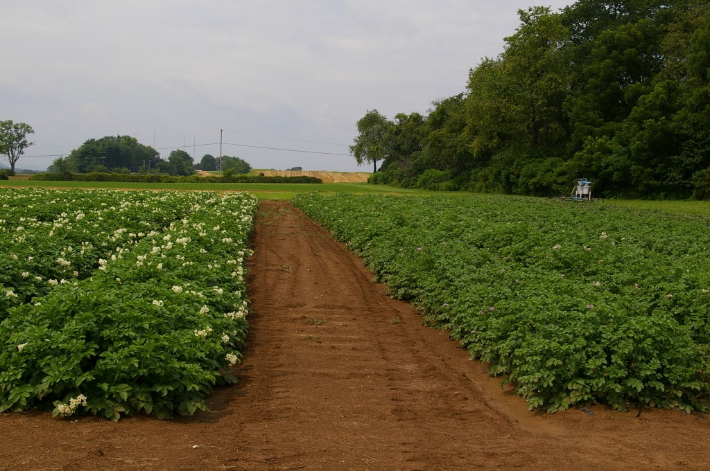 Benefits of Drip Irrigation on Potatoes DripTips