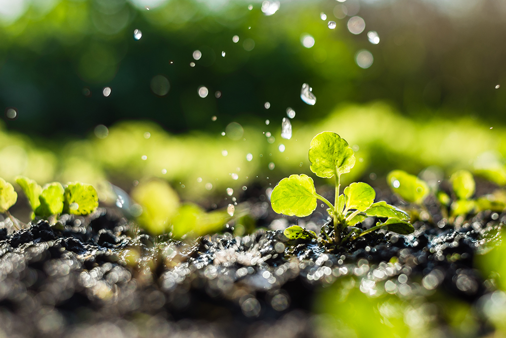 Plant sprouts in the field and farmer is watering it