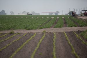 Cannon's Farm in California's San Joaquin Valley - California Agriculture - Drip Irrigation Benefits